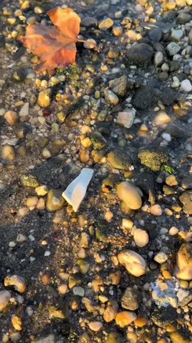 🐚🥲 #amigunnagetlucky 