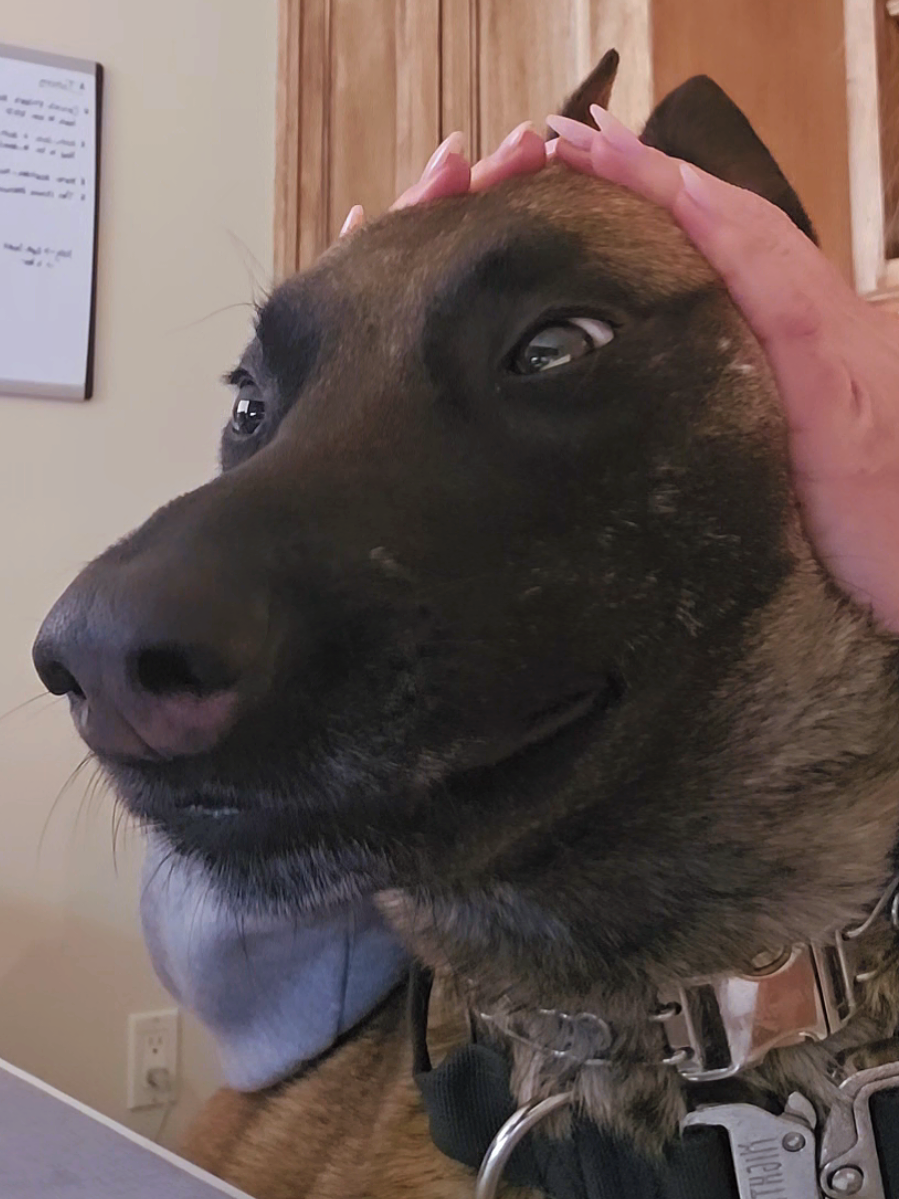 OMG 🤣🤣🤣 #belgianmalinois  #dogsvideo  #workingdog #loveher  #dog 