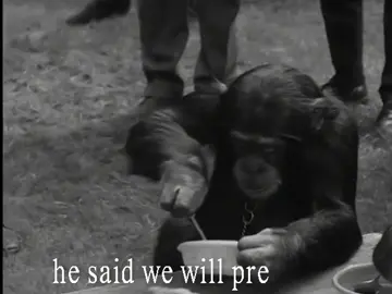 #jonathanbowden #bowden #chimpanzee #fyp #rightwing