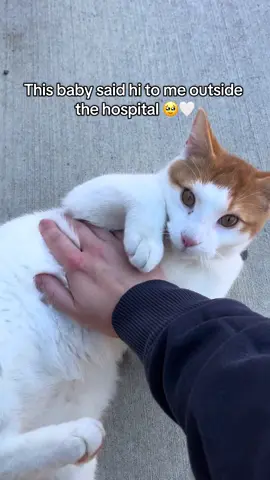 She was rolling around in the sun and came up to say hi! Dunno if she has an owner #cat #straycat #cats #hospital #disability 
