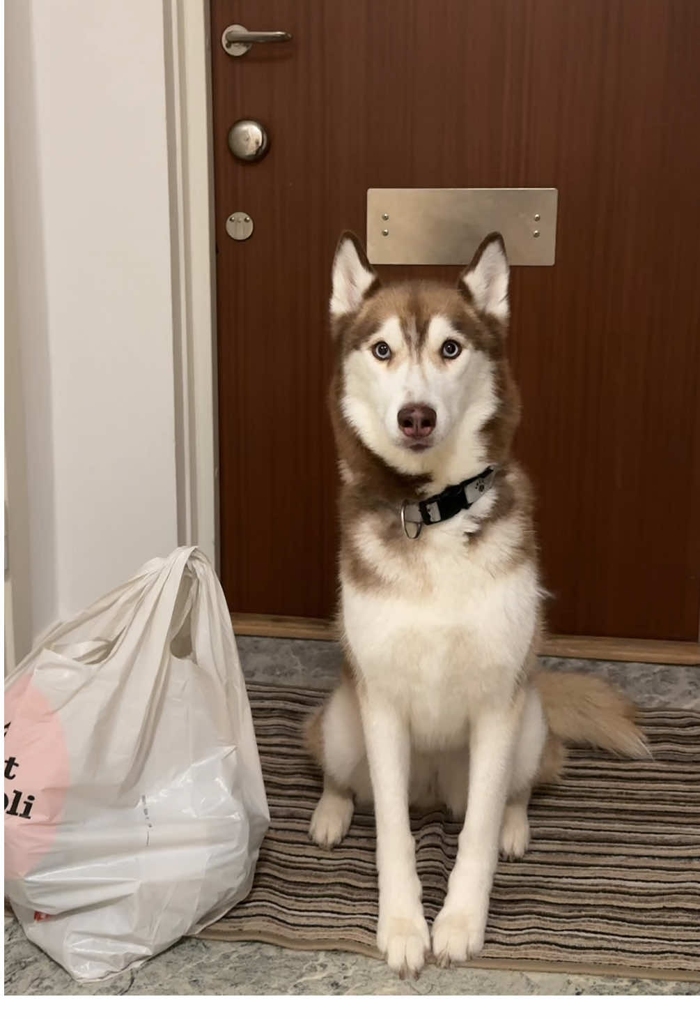 ох, слава богу она перестала уже снимать такие влоги распаковок..#рек #реконмендации #хаски #собака #husky 