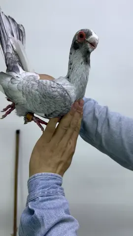 #حمام_عنا_احلى #يزن_الحشكي #ترند_الاردن_🇯🇴 