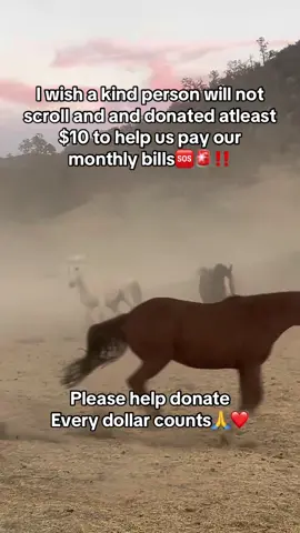 #sanctuary #usa_tiktok #horse #USA #horses 