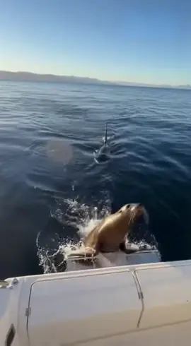 Orca Hunts Sea Lion — He Jumps on the Yacht to Survive! 🦭🚤#fyp #foryou #foryoupage #tiktok #viral 