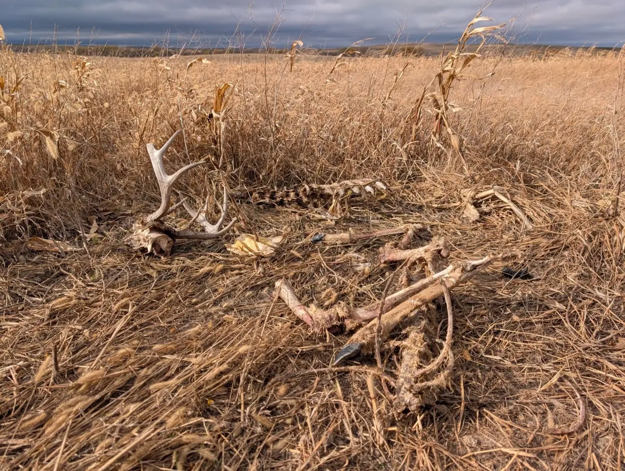 saw-themed marriage proposal the ring is behind your eye #nature #bones #goth 