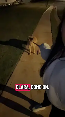 Do yall do this too? 😂 #dog #dogwalk #goldenretriever 