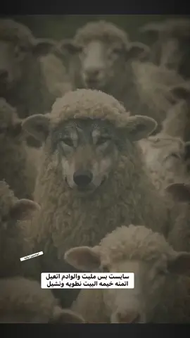 #صعدو #fyp #foryoupage ##كارهني_اجاني_الحجي؟ 