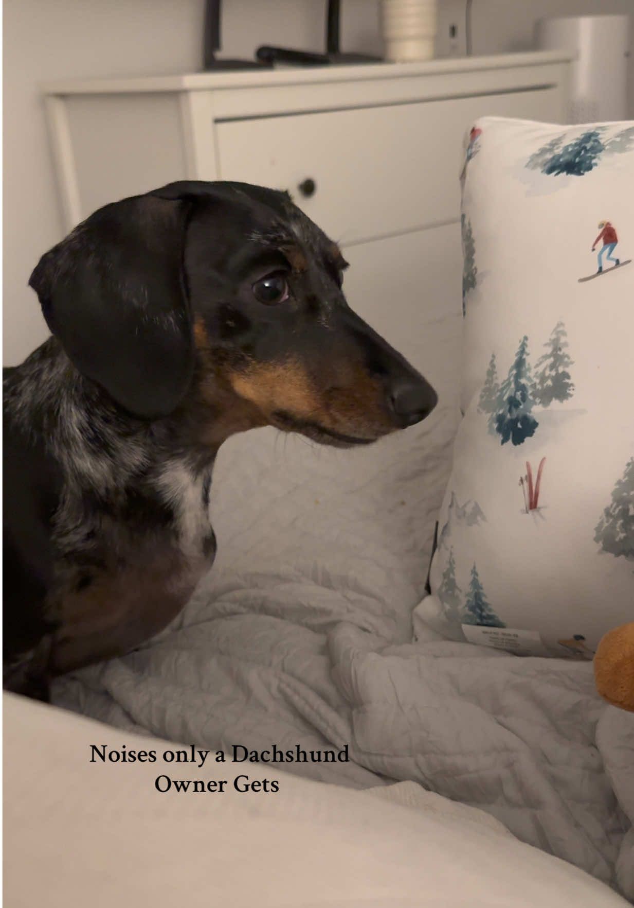 Oh it’s Constant 🐶😂🤍 #minituredachshund #dachshund #dachshundnoises #funnydog #dog 