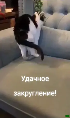 Несколько таких котиков и подушки можно не покупать#animalfriends #funnyvideos #petfriends #catlovers 
