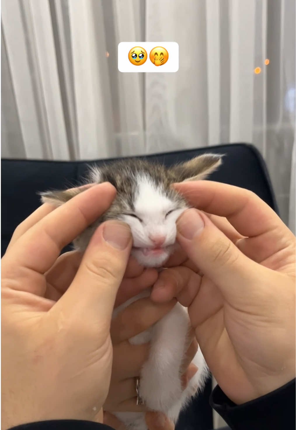 Özledim şibidik i 😂 #kedi #cat #cat #cat #cat 