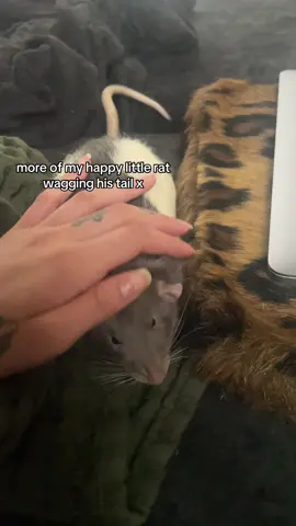 don’t say nothing about my nails i got them done after this 😭💔🙏 #rats #petrats #ratsoftiktok #ratsarepetstoo #ratsareawesome 