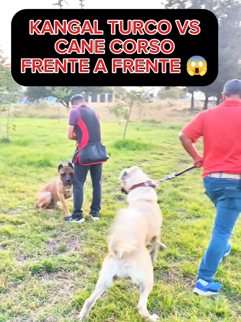 Kangal Turco vs Cane Corso 😱 #perros #educacioncanina #entrenamientocanino #canecorso #kangal 