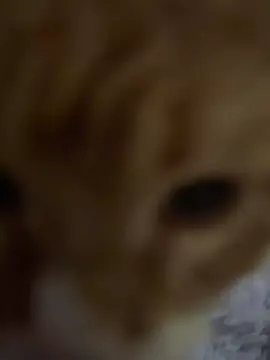 ел без этикетки! 