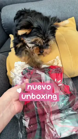 Al fin llegó la escaleraaaa (y otras cositas jijijiji)  #puppy #yorkshireterrier #yorkie