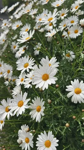 الرحله فرديه تماما وحدك تمشي في هذا الدرب الله في قلبك وقلبك في يد الله وهذا هو أمانك الوحيد🕊️