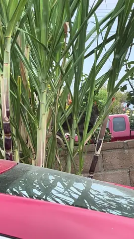 #naturaleza🐻🇸🇻🐼🌲🐿️📸 #parati #diosesamor 