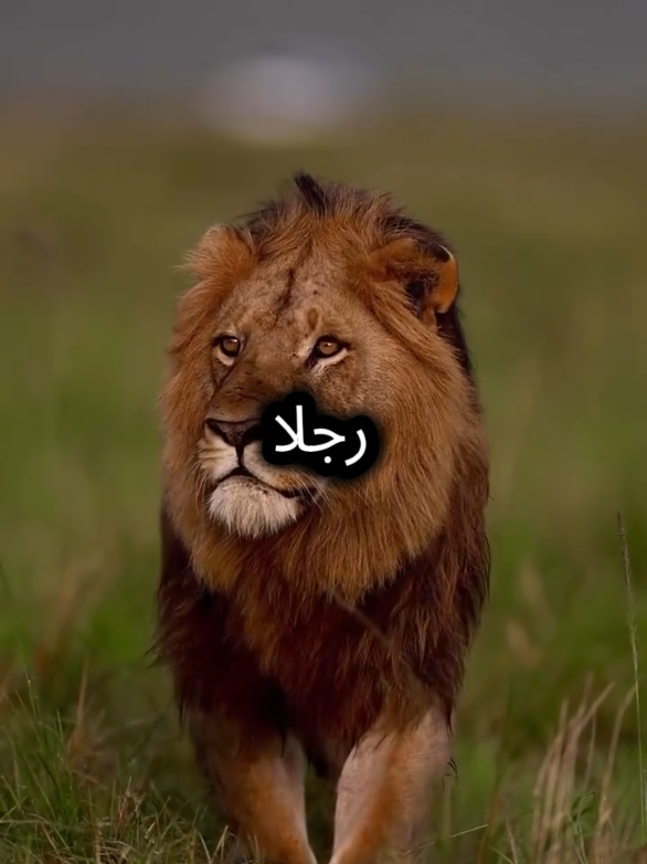 عش رجلا ومت رجلا  #اقتباسات_عبارات_خواطر #اقتباسات #عبارات #خواطر #مواقف 