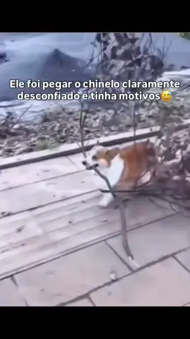 #humor #doguinho #viral #fyp 