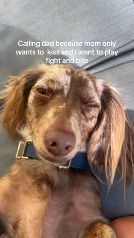 Dachshund life 🤡 #dachshund #doggie 