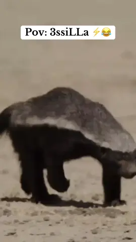 #شعب_الصيني_ماله_حل😂❤️😂  #عسيلة🍯  