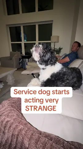 He didn’t just smell a high blood sugar.. he smelled Ketones. A Fever. A body in distress. He didn’t stop until we listened. Kona’s body language is so important to his alerts and can mean more than just numbers… these are the struggles type 1 diabetics go through when sick… #type1diabetes #servicedog #diabetes #healthjourney #diabetic 