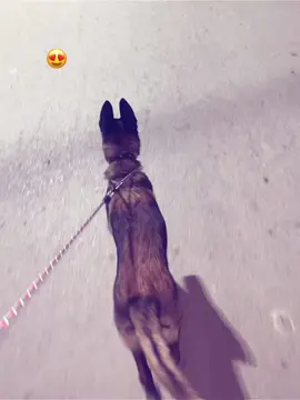 Azolth 😍 #fypシ゚viral #fyp #foryou #malinois #AZOLTH🤍 