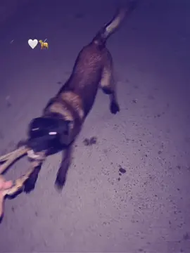 Azolth 🐕‍🦺 #fypシ゚viral #fyp #foryou #malinois #AZOLTH🤍 