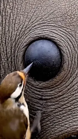 #viralvideo #trending #growmyaccount #fyp 