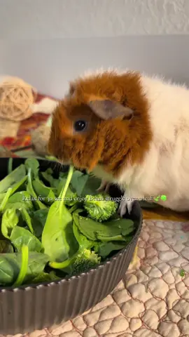 Stay and relax to watch Beans struggle eating a singular leaf 😂🐹🥬 #guineapigsoftiktok #eating #cuteguineapig #adorablepets #fyp 
