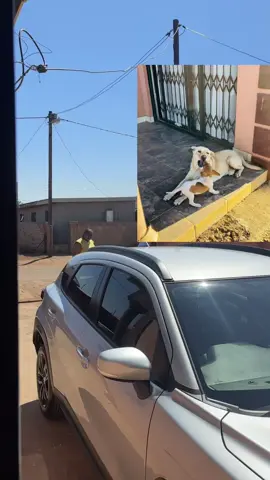 my mom likes talking to our dogs like they’re humans😭😭😭✋🏾and then she swears at me ?