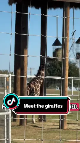 I cannot believe I got to meet this amazing giraffes! #giraffe #vacation #animals 