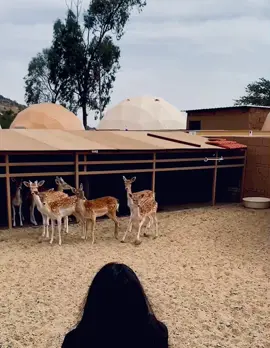 #explore #pvo #الظبي_الجفول 