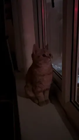 His first bonfire night, he’s fascinated🥹🎆 #gingerkitten #kittenbonfirenight #kittenfirework #fireworks #catsoftiktok 