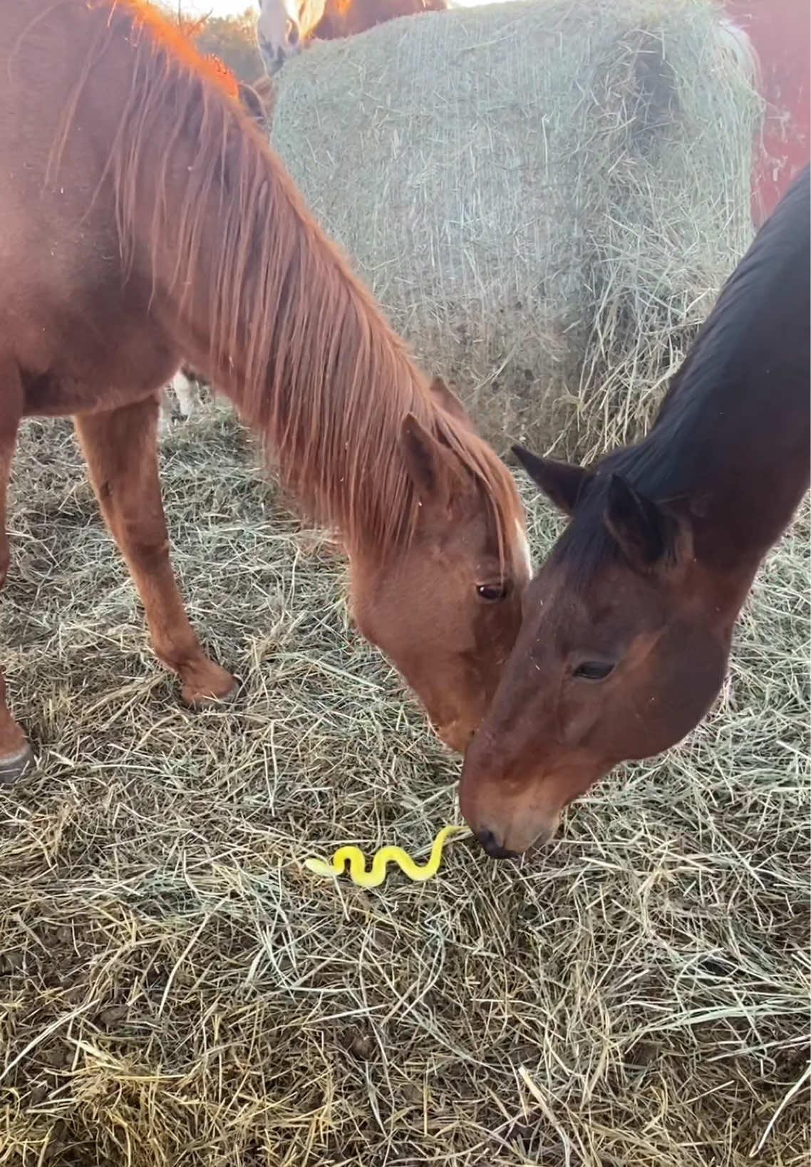 Horses didn't seem to mind #fyp #horse #horsesoftiktok #horsegirl #horsebackriding 