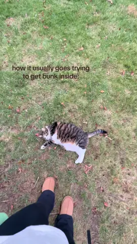 this cat is something else #fypシ #fyp #leofamilyforlife #bunky 