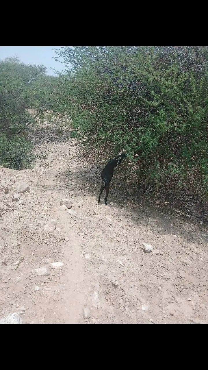 #بدويه#لايك_متابعه_اكسبلور 