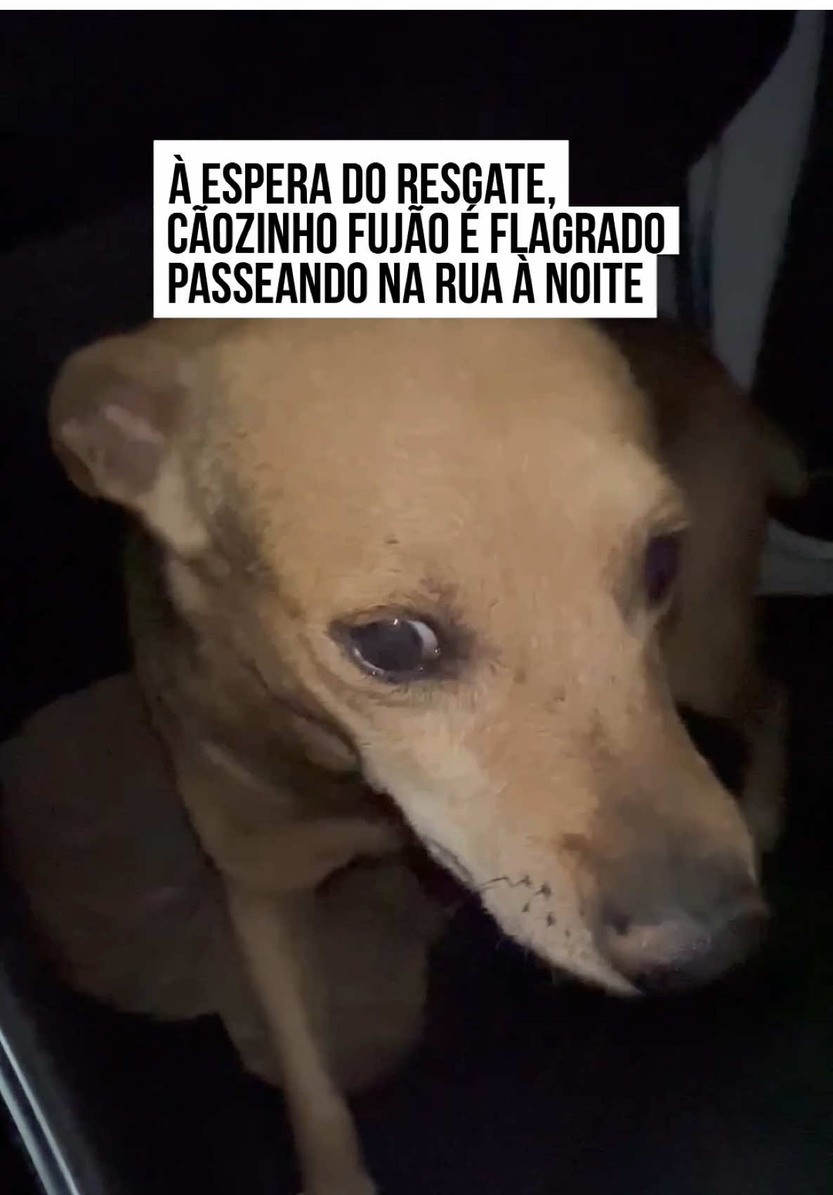 🫣😅 Um #tutor resolveu mostrar a reação de seu #pet ao ser flagrado na rua, à noite, após dar aquela escapadinha marota para passear.  Ao avistar o carro, o doguinho vem ao encontro do #homem com uma expressão que até pode parecer arrependimento. No entanto, o tutor já contou que o cãozinho já aprontou mais de uma vez.  A gente se preocupa, mas perdoa! #entretênews 📹 Dengoso_fujão (ig) | @myhoodbr