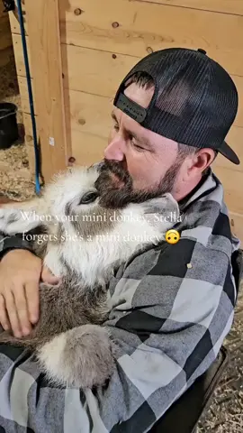 You better not tell her either!! #minidonkey #pepperandstella #farmlife #CaldToTheFarm #donkey 