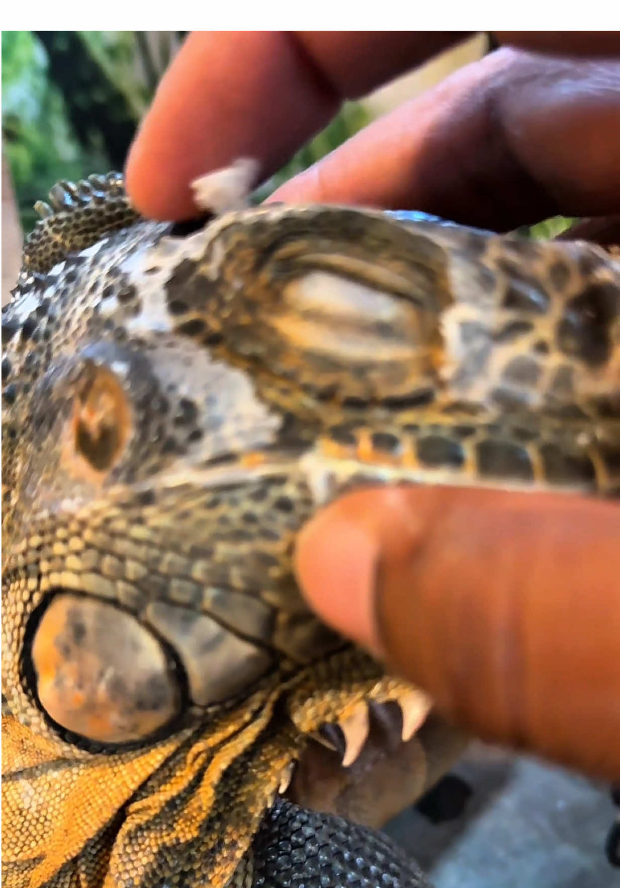 SO SATISFYING helping my feisty iguana shed crunchy skin! #rockettheiguana #iguana #pet #asmr #satisfying 