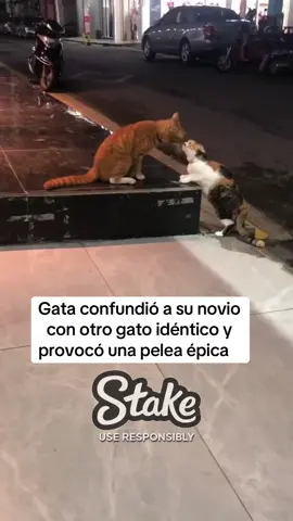 Una pelea épica se desató entre dos gatos naranjas tras descubrir que una gata confundió a su novio con otro gato del mismo color. La disputa entre los felinos se ha convertido en el centro de atención, capturando la curiosidad de todos.