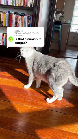 Replying to @TikTokIsAWasteOfTime basically! 😂 #catmom #catlover #catlife #catsoftiktok #cats 