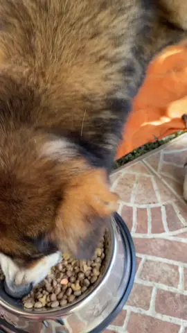 Después de sus exámenes se ganó un rico almuerzo por buen comportamiento ❤️ #perrociego #ayudame #adopta #linareschile🇨🇱 #perrocallejero 