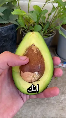 أوعي تزرع الافوكادو. بالطريقة دي😉❤️❤️ #fyp #plants #avocado #افوكادو #tiktok 