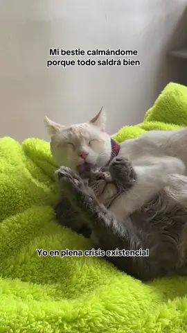 Por esos amiks que nos apañan siempre 💘#catsoftiktok #catslovers #catsvideo #besties 