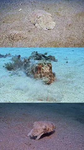 It's a walking, thinking paradox! 🤯 Watch this Cuttlefish at Crystal Bay, Nusa Penida, do the impossible: perform a perfect, instantaneous camouflage... despite being colorblind! November is a stunning time for diving Nusa Penida. With the Mola Mola season winding down, the water at Crystal Bay is often crystal clear, revealing the other superstars of the reef. The biodiversity you can find while NusaPenida diving is year-round, from majestic Manta Rays to the true geniuses of the ocean—the cephalopods. 🌊 A question I always get asked: 