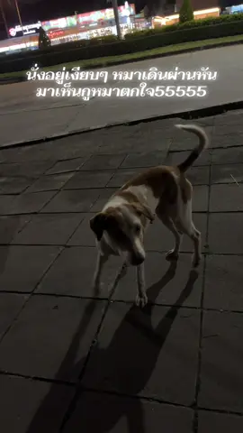 โดนหมาบุลี่ #หมา #สัตว์เลี้ยงน่ารัก #หมาตลก 
