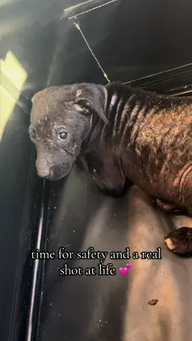 I saw these poor babies and their momma posted on facebook and couldn’t stomach leaving them there. I took the day off work and head out for the mission of capturing all 5 of them! When I got there we were able to corner the puppies and grab them but mom was too smart for that. We spent over 2 hours trying to lure her into a kennel, corner her, or do whatever we could to capture her. Eventually we had to leave with the puppies so we could get them to the shelter in time. They are on their way to a better life with a real chance. We will keep trying to capture mom and get her the treatment that her skin desperately needs 🥹 #rescuedog #rescue #adoptdontshop #dog #banpuppymills 