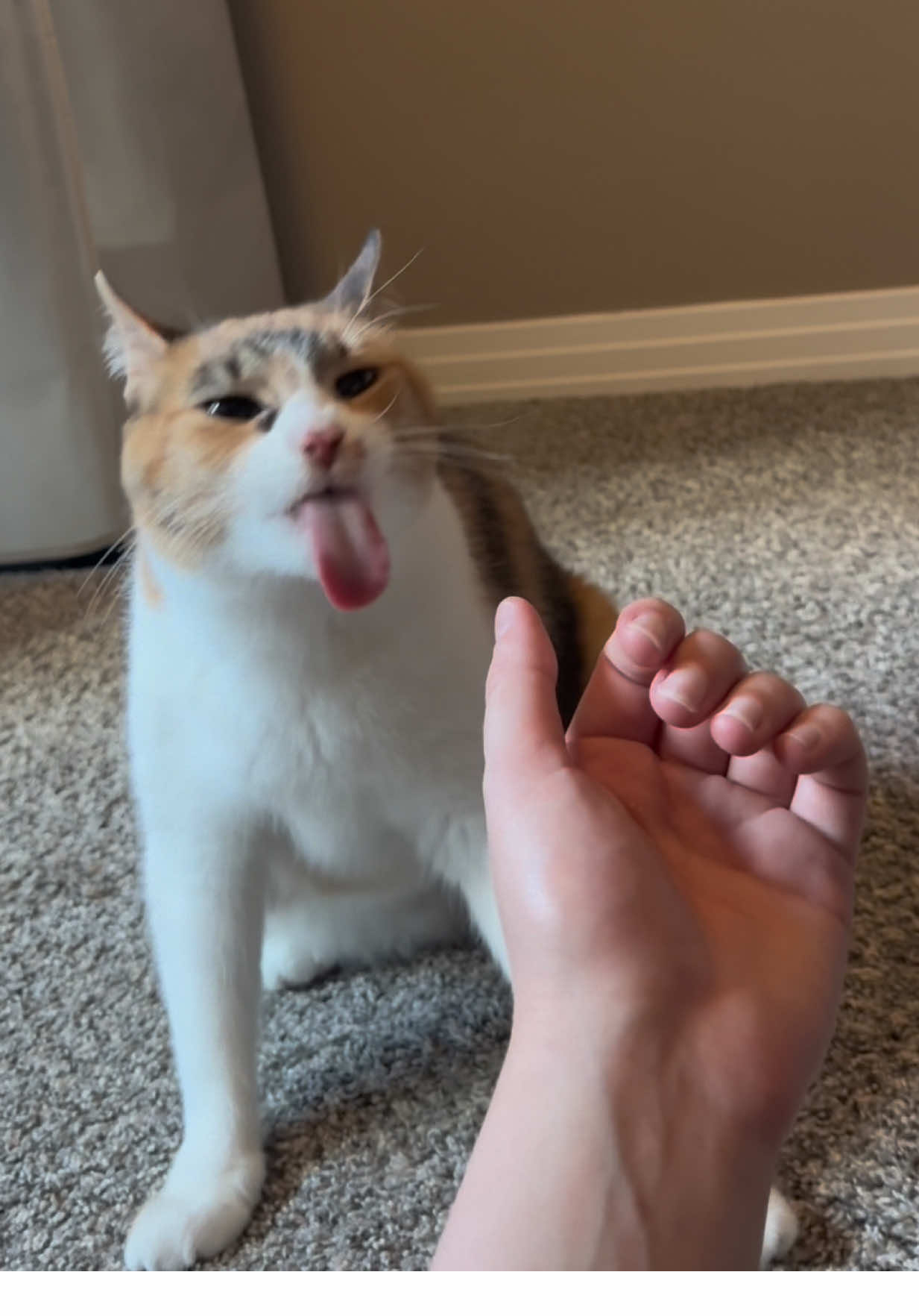 Finger lickin’ good 🤚 #wobblycat #specialneeds #calico #calico #catsoftiktok 