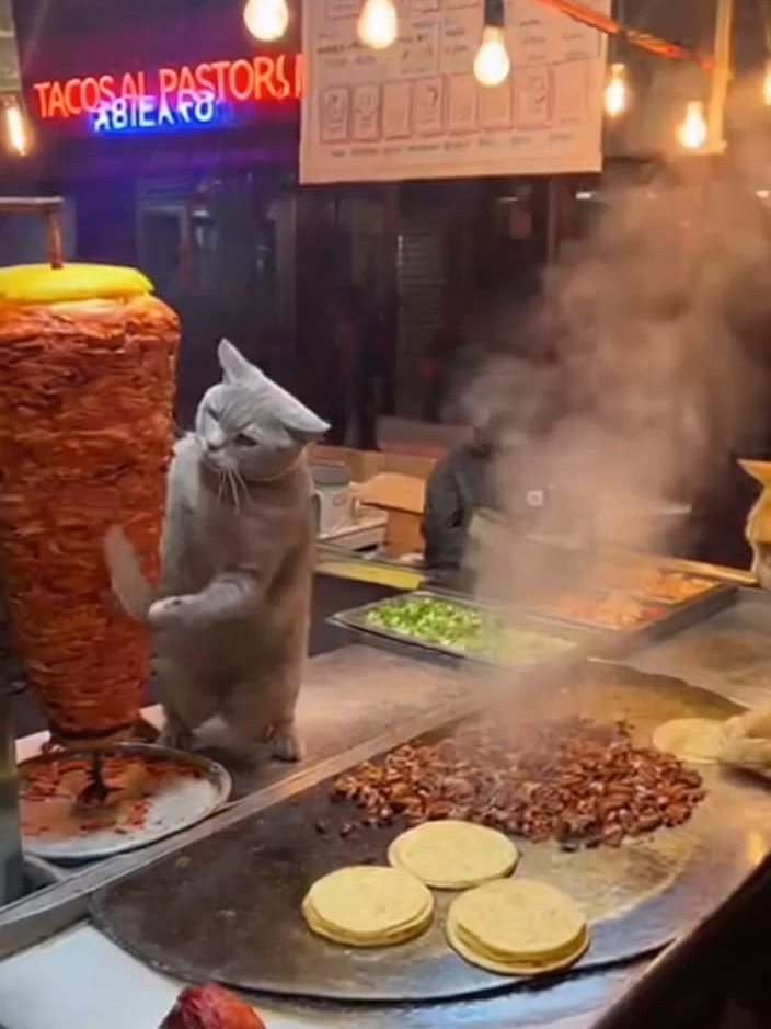 Loa michis emprendedores :D #divertido #mexicomagico #humor #michisvirales😻 #michisvirales #mexico🇲🇽 #memesmexico #michis #michisbonitos