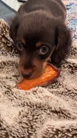 Life hack for feeding time and Matilda! Sweet potato chew for when she houses her food in 3.7 seconds and Charlotte and Walter are still eating 🙌🙌